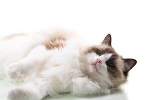 Happy beautiful Ragdoll cat isolated on white background photo