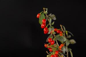 fresh ripe red goji berries on a branch, isolated on black background photo