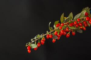 fresh ripe red goji berries on a branch, isolated on black background photo