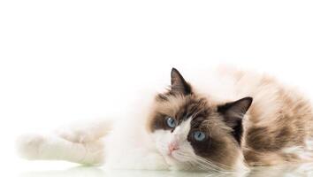 Happy beautiful Ragdoll cat isolated on white background photo