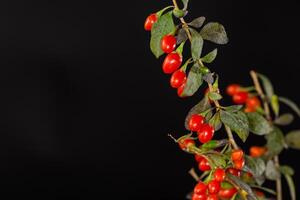 fresh ripe red goji berries on a branch, isolated on black background photo