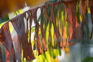 Frayed foliage of a banana tree, Musa paradisiaca. photo