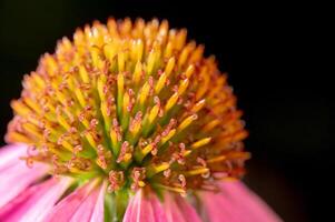 Macro detail of the center of an Echinacea flower against a black background. photo