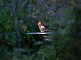 A cardinal resting in a beam of sunshine on a summer day. photo
