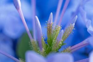 Macro image of Plumbago auriculata in bloom. photo