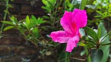 Rhododendron simsii ,Indian Azalea, Sims Azalea, The attractively wild rose, magenta or dark red shade, ruffle petals. photo