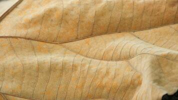 teak leaf texture, dry fallen teak tree leaves, fallen teak leaves in the dry season, dry teak leaf texture, autumn has arrived photo