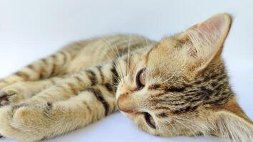 Grey Cat street Portrait face look front camera on putih background. photo