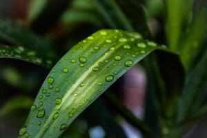 Beautiful large drop morning dew in nature, selective focus. Drops of clean transparent water on leaves. photo