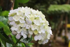 Hydrangea, white hydrangea, Hydrangea macrophylla, hydrangea paniculata blooms on the Bush in the garden in summer photo