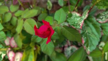 red roses blooming in the garden in the morning with dew drops photo