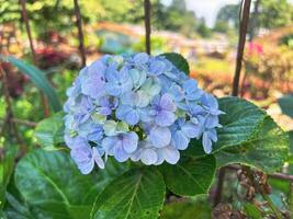 Hydrangea, Cool Blue Hydrangeas flowers , Hydrangea macrophylla, hydrangea paniculata blooms on the Bush in the garden in summer photo