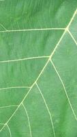 close up green leaf texture, leaf of Teak photo