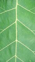 close up green leaf texture, leaf of Teak photo
