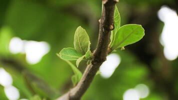 close up green leaf of teak, Butea monosperma photo