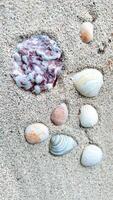 Top view of a sandy beach with collection of seashells and starfish as natural textured background for aesthetic summer design photo