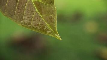 close up green leaf of teak, Butea monosperma photo