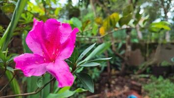 Rhododendron simsii ,Indian Azalea, Sims Azalea, The attractively wild rose, magenta or dark red shade, ruffle petals. photo
