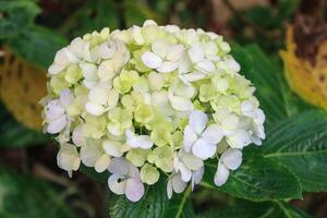 Hydrangea, white hydrangea, Hydrangea macrophylla, hydrangea paniculata blooms on the Bush in the garden in summer photo