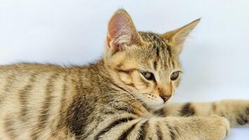 Grey Cat street Portrait face look front camera on putih background. photo