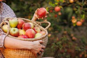 male hands with a basket of ripe apples in nature season photo