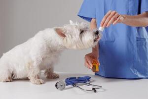 veterinarian giving medicine with a pipette to a white dog close-up in a veterinary clinic photo