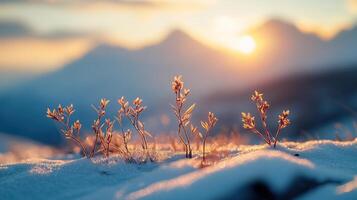 Winter Sunset with Plants Breaking Through the Snow photo