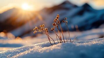 Single plant with brown seeds emerges from snow with sun rays in background, hope concept photo