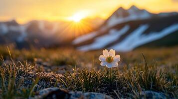 Single wildflower in field with mountains and sunset in the background. photo