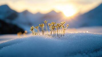 Tiny Plants Emerging From Snowy Ground in the Mountains at Sunset photo