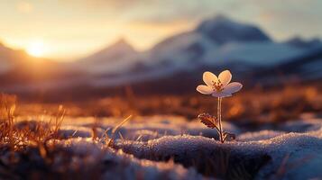 Single white flower blooming in snow with mountain range background and sunset photo
