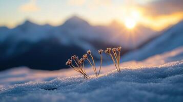 Winter sunrise with wildflowers growing through the snow in the mountains photo