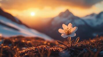 Single Flower in Mountain Landscape at Sunset, Hope, Resilience, and New Beginnings photo