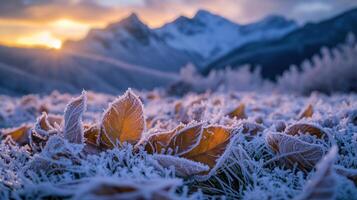 Close up of frost covered autumn leaves in front of snow capped mountains with a sunrise in the background photo