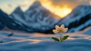 Single white flower blooming in the snow with mountain range background at sunset. Symbol of hope, resilience, and new beginnings photo