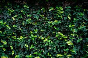 A wall covered in green vines. The vines are lush and green, and the wall is made of brick photo