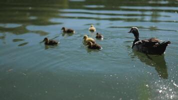 A Big Duck Swims in a Pond with Little Ducklings. Slow Motions. 4K video