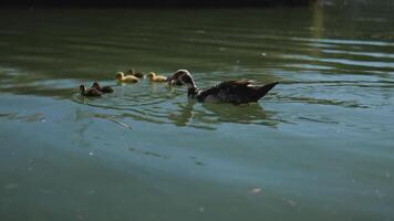 A Big Duck Swims in a Pond with Little Ducklings. Slow Motions. 4K video