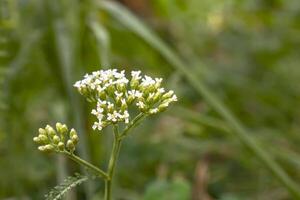 Close-up of white flower buds emerging among green leaves in a natural setting photo
