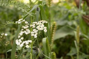 Delicate white flowers blooming in a green field photo