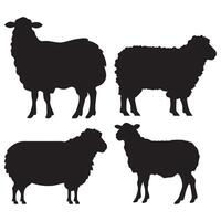 Four sheep silhouettes in different poses on a white background vector