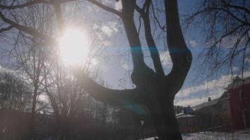 Tree in park on background bright sun on winter day. Action. Tree trunk with bright rays of sun on winter day. Sun is shining brightly behind bare tree in winter park video