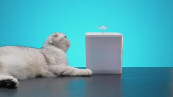 Cat and water fountain. Action. Beautiful white cat with water fountain for drinking. Modern fountains with water for cats on isolated background. Products for cats video
