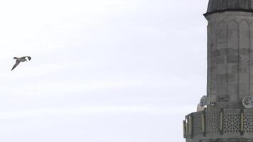 Seagull flying above building tops towards stone tower. Action. Bird flying in the cloudy sky. video