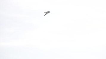 Seagull flying above building tops towards stone tower. Action. Bird flying in the cloudy sky. video