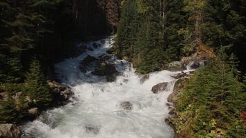 schön sprudelnd Berg Fluss mit Grün Wald. kreativ. schön Berg Landschaft mit dicht Wald und sprudelnd Fluss. klar Berg Fluss mit schnell Strom kocht im Wald auf sonnig Tag video