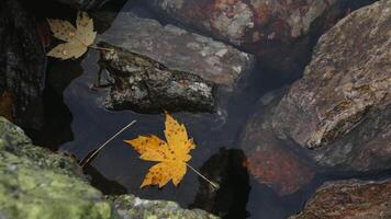 Close up of yellow leaf in river with big stones. Creative. Natural autumn background. video