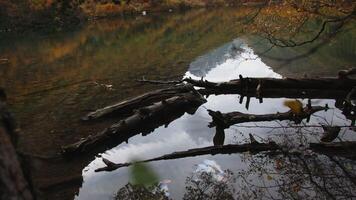Beautiful lake in mountains with autumn forest. Creative. Mountain pond with small river and autumn forest. Colorful trees and bushes with mountain lake on cloudy autumn day video