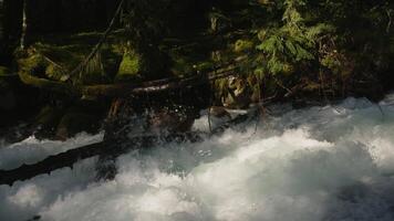 A large stream in the forest. Creative. An endless gushing spring of cold water next to overgrown grass and trees. video
