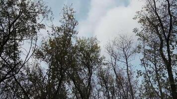 Bottom view of spring trees on background blue sky. Clip. Beautiful landscape of spring trees on background of sky with clouds. Bottom view of tops of trees with small spring leaves video